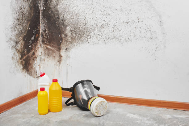 Professional Mold Remediation in Deerfield, IL