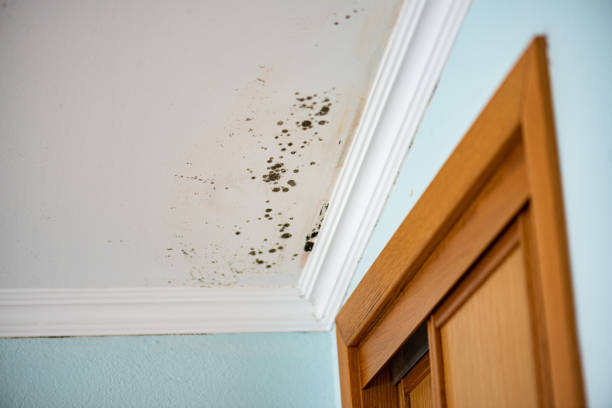 Best Commercial Mold Remediation in Deerfield, IL