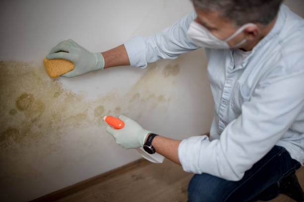 Best Emergency Mold Remediation in Deerfield, IL