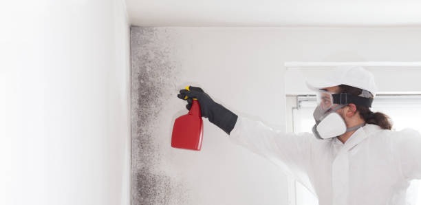 Best Post-Flood Mold Remediation in Deerfield, IL