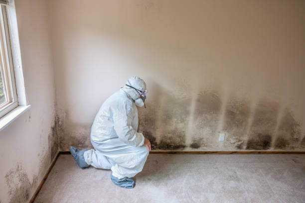 Best Mold Testing and Inspection Services in Deerfield, IL