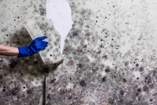 Best Attic Mold Remediation in Deerfield, IL