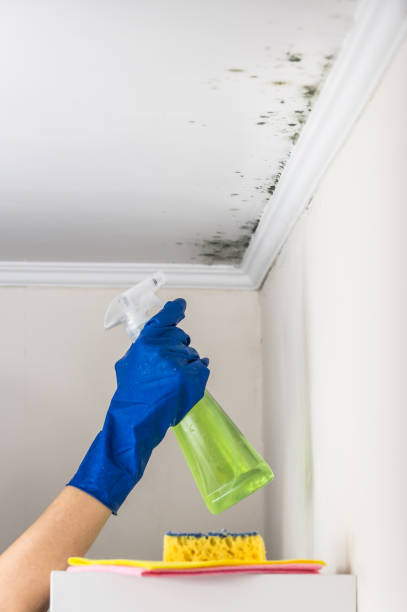 Best Kitchen Mold Remediation in Deerfield, IL